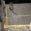 Video: Subway Rat Vs. The Escalator